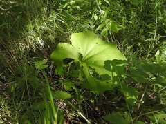 Petasites spurius