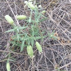 Silene procumbens