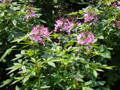 Cleome