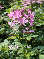 Cleome
