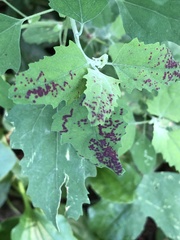 Norvellina chenopodii