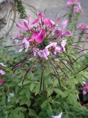 Cleome