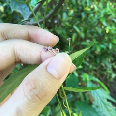 Vincetoxicum insulicola