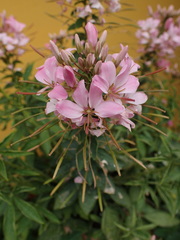 Cleome