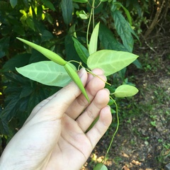 Vincetoxicum insulicola