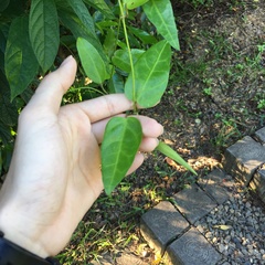 Vincetoxicum insulicola
