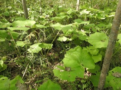 Petasites spurius