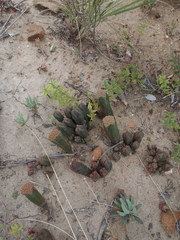 Crassula pyramidalis