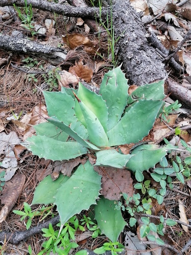 Agave seemanniana