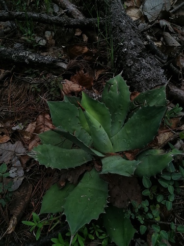 Agave seemanniana