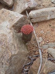 Crassula pyramidalis