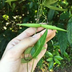 Vincetoxicum insulicola