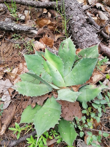 Agave seemanniana