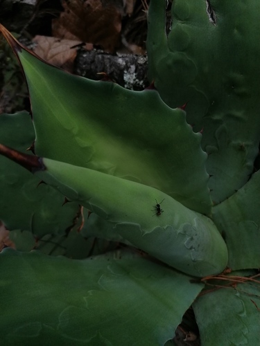 Agave seemanniana