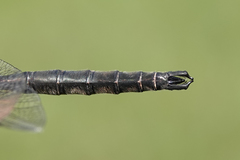 Somatochlora brevicincta