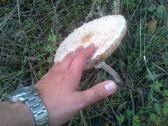 Macrolepiota zeyheri