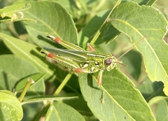 Hesperotettix viridis viridis