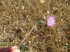 Mantisalca salmantica