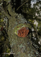 Fomitiporia hippophaeicola