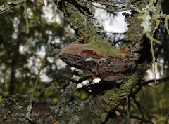 Fomitiporia hippophaeicola