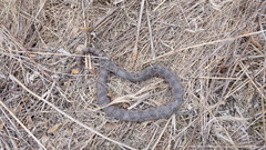Pantherophis ramspotti