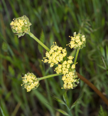 Lomatium caruifolium