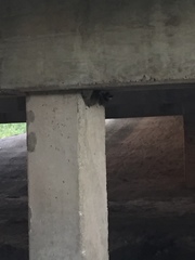 Petrochelidon pyrrhonota