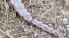 Pantherophis ramspotti