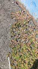 Portulaca oleracea