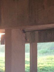 Petrochelidon pyrrhonota