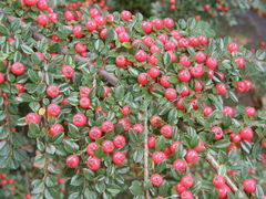 Cotoneaster