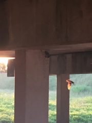 Petrochelidon pyrrhonota