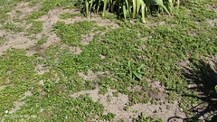 Portulaca oleracea