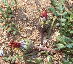 Gazania leiopoda