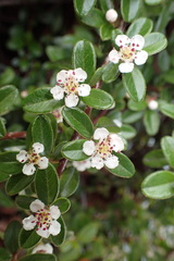 Cotoneaster