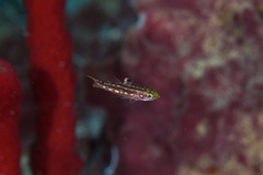 Forktailed Bass photo 5