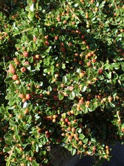 Cotoneaster