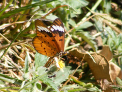 Acraea encedon encedon