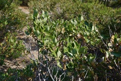 Garrya buxifolia