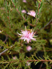 Diastella proteoides