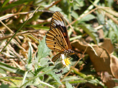 Acraea encedon encedon