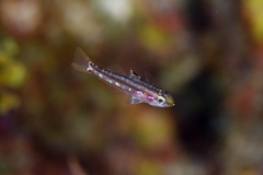 Forktailed Bass photo 2