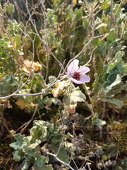 Cristaria glaucophylla