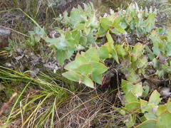 Protea amplexicaulis
