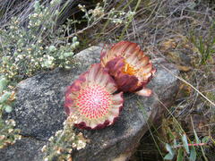 Protea amplexicaulis