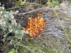 Protea amplexicaulis