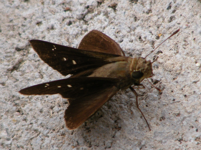 Variable swift