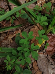 Passiflora karwinskii