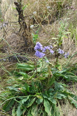 Limonium tomentellum