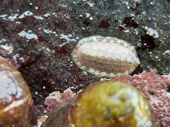 Chiton